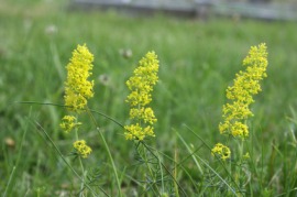 bedstraw