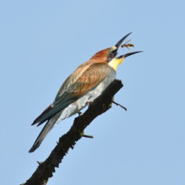 bee eater