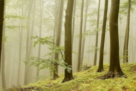 beech