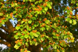 beechnut
