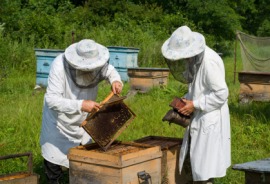 beekeeper