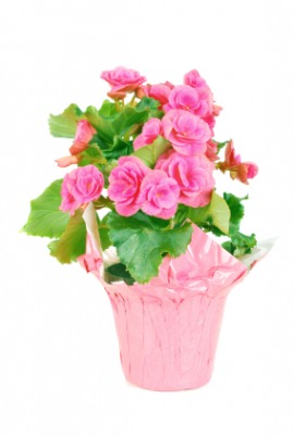 begonia