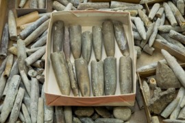 belemnite