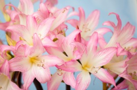 belladonna lily