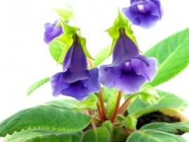 bellflower