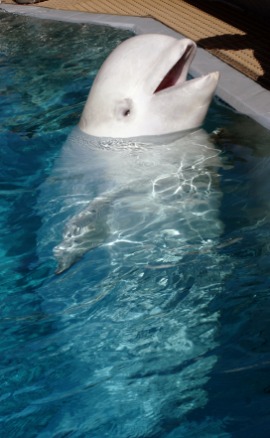 beluga