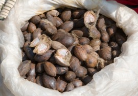 betel nut