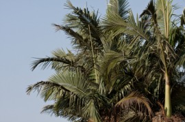betel palm