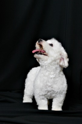 bichon frisé