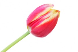 bicolor