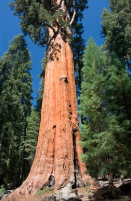 big tree