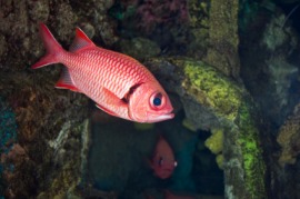 bigeye