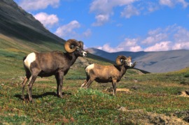 bighorn