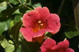 bignonia