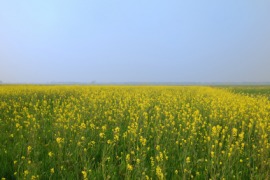 Bihari