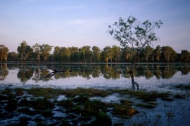 billabong