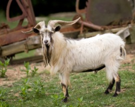 billy goat