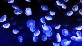 bioluminescence