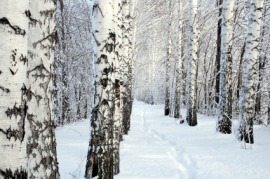 birch