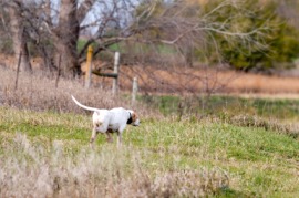 bird dog