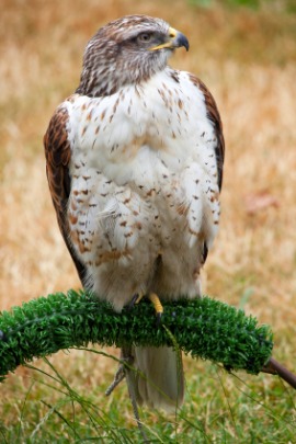 bird of prey