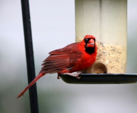 birdseed