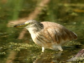 bittern
