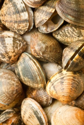 bivalve