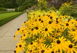 black-eyed Susan