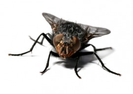 black fly