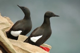 black guillemot