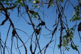 black knot