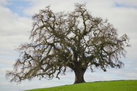 black oak