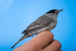 blackcap