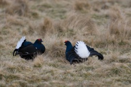blackcock