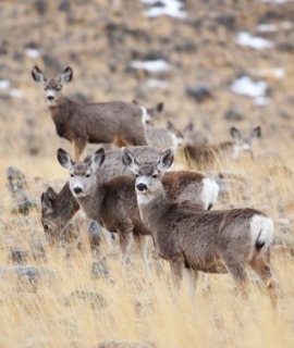 blacktailed deer