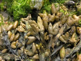 bladder wrack