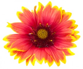 blanketflower