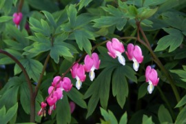 bleeding heart