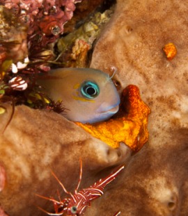 blenny