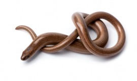 blindworm