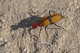 blister beetle