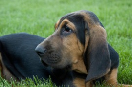 bloodhound