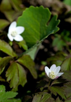 bloodroot