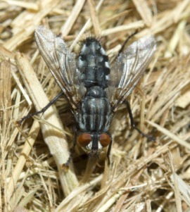 blowfly