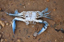 blue crab