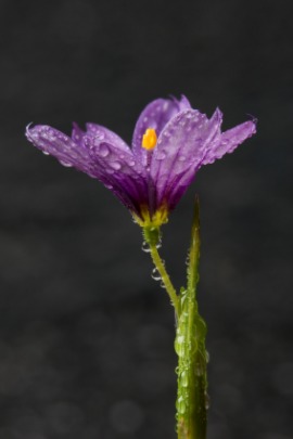 blue-eyed grass
