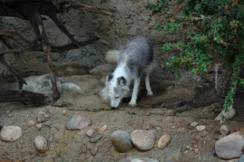 blue fox