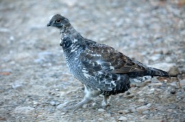 blue grouse