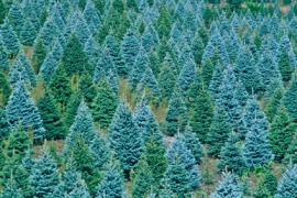 blue spruce